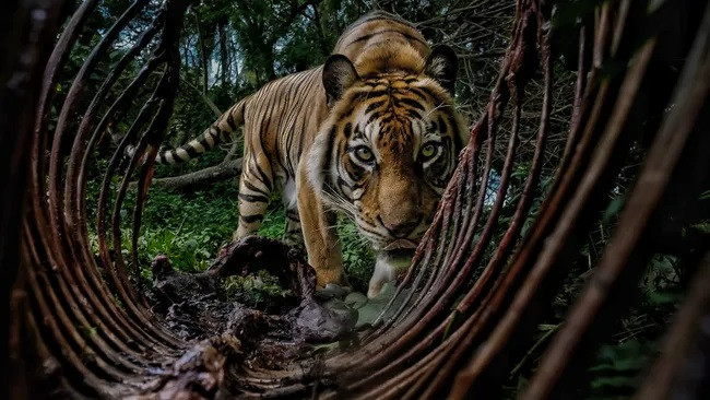 Bức ảnh đoạt giải thưởng Nhiếp ảnh Môi trường năm 2025 Bức ảnh đoạt giải thưởng Nhiếp ảnh Môi trường năm 2025