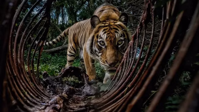 Bức ảnh đoạt giải thưởng Nhiếp ảnh Môi trường năm 2025