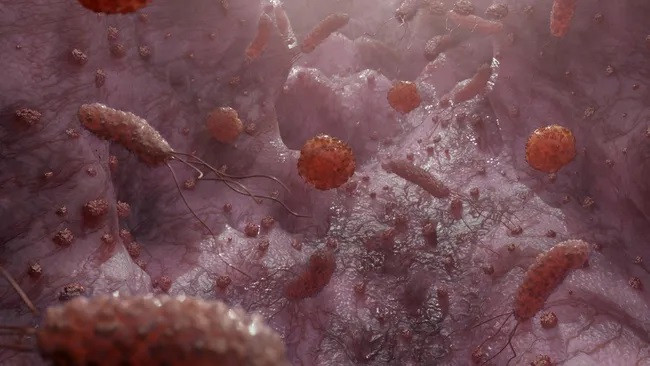 Các nhà khoa học đã phát hiện ra một loại nấm phổ biến được tìm thấy trong ruột người có thể giúp chống lại một dạng bệnh gan nhiễm mỡ. (Ảnh: ClaudioVentrella)