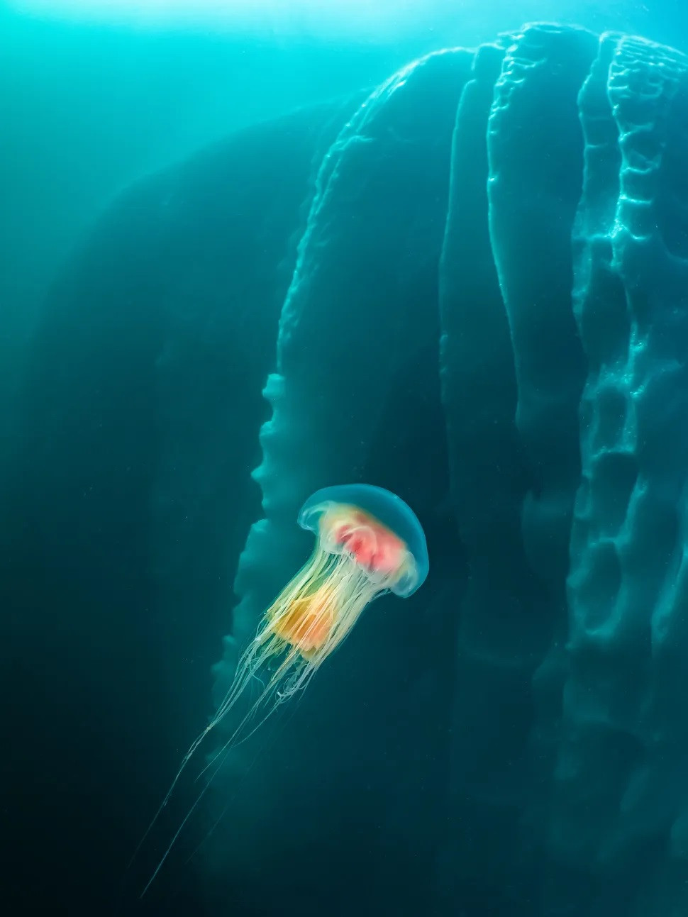 Bức ảnh " Con sứa và tảng băng trôi" của nhiếp ảnh gia Galice Hoarau đoạt giải ở hạng mục Kỳ quan vùng cực. Bức ảnh " Con sứa và tảng băng trôi" của nhiếp ảnh gia Galice Hoarau đoạt giải ở hạng mục Kỳ quan vùng cực.