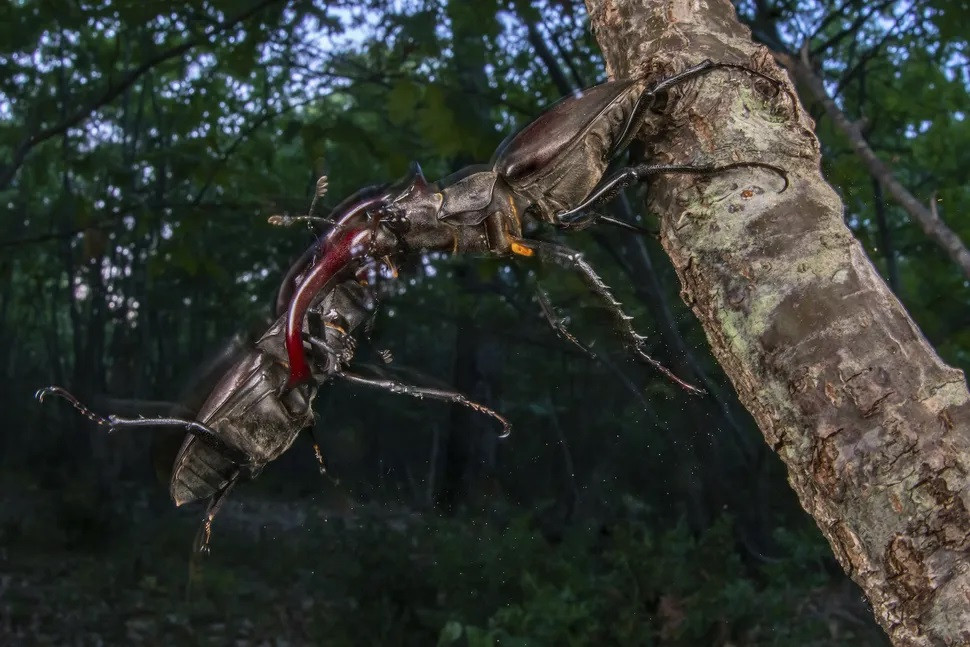 Bức ảnh " Xung đột của các ông hoàng" của nhiếp ảnh gia Iacopo Nerozzi đoạt giải thưởng ở hạng mục Rừng rậm. Bức ảnh " Xung đột của các ông hoàng" của nhiếp ảnh gia Iacopo Nerozzi đoạt giải thưởng ở hạng mục Rừng rậm.