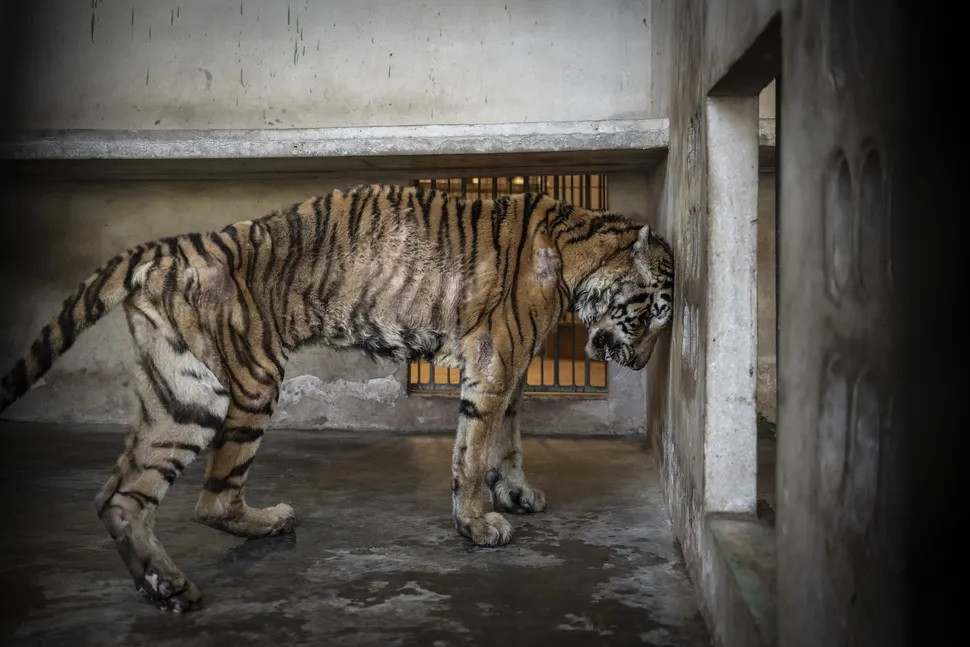 Bức ảnh đoạt giải Nhân loại với Thiên nhiên Bức ảnh đoạt giải Nhân loại với Thiên nhiên