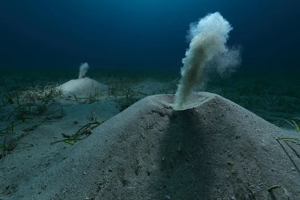 Bức ảnh " Những người anh hùng thầm lặng" của nhiếp ảnh gia Angel Filtor đoạt giải thưởng cho hạng mục Thế giới đại dương và giải thưởng lớn chung cuộc. Bức ảnh " Những người anh hùng thầm lặng" của nhiếp ảnh gia Angel Filtor đoạt giải thưởng cho hạng mục Thế giới đại dương và giải thưởng lớn chung cuộc.