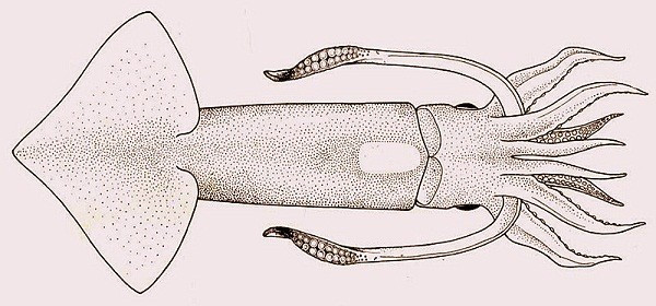 Với nhu cầu sử dụng cao, mực tươi được phơi thành mực khô, nhằm mục đích bảo quản và chế biến. Đây cũng là lúc nghệ thuật làm giả mực 