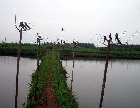 Kỹ nghệ đánh chim bằng dàn nhử 