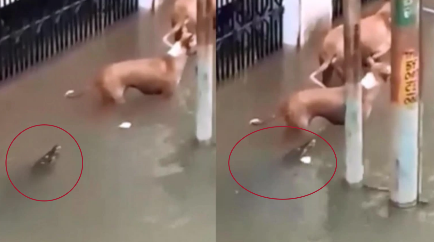 Ngàn người băng rừng nỗ lực tiếp cận bản vùng lũ bị cô lập ảnh 10