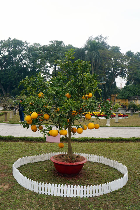 Cây ăn quả như bưởi cũng dùng làm cảnh
