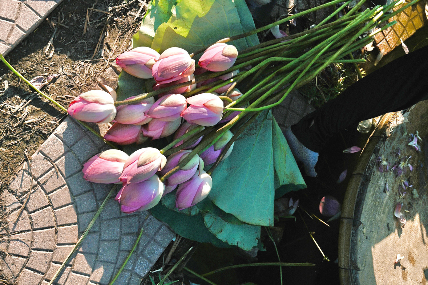 Những bông sen trong hồ được cắt đi bán, giá dao động từ 120.000-150.000/bó.