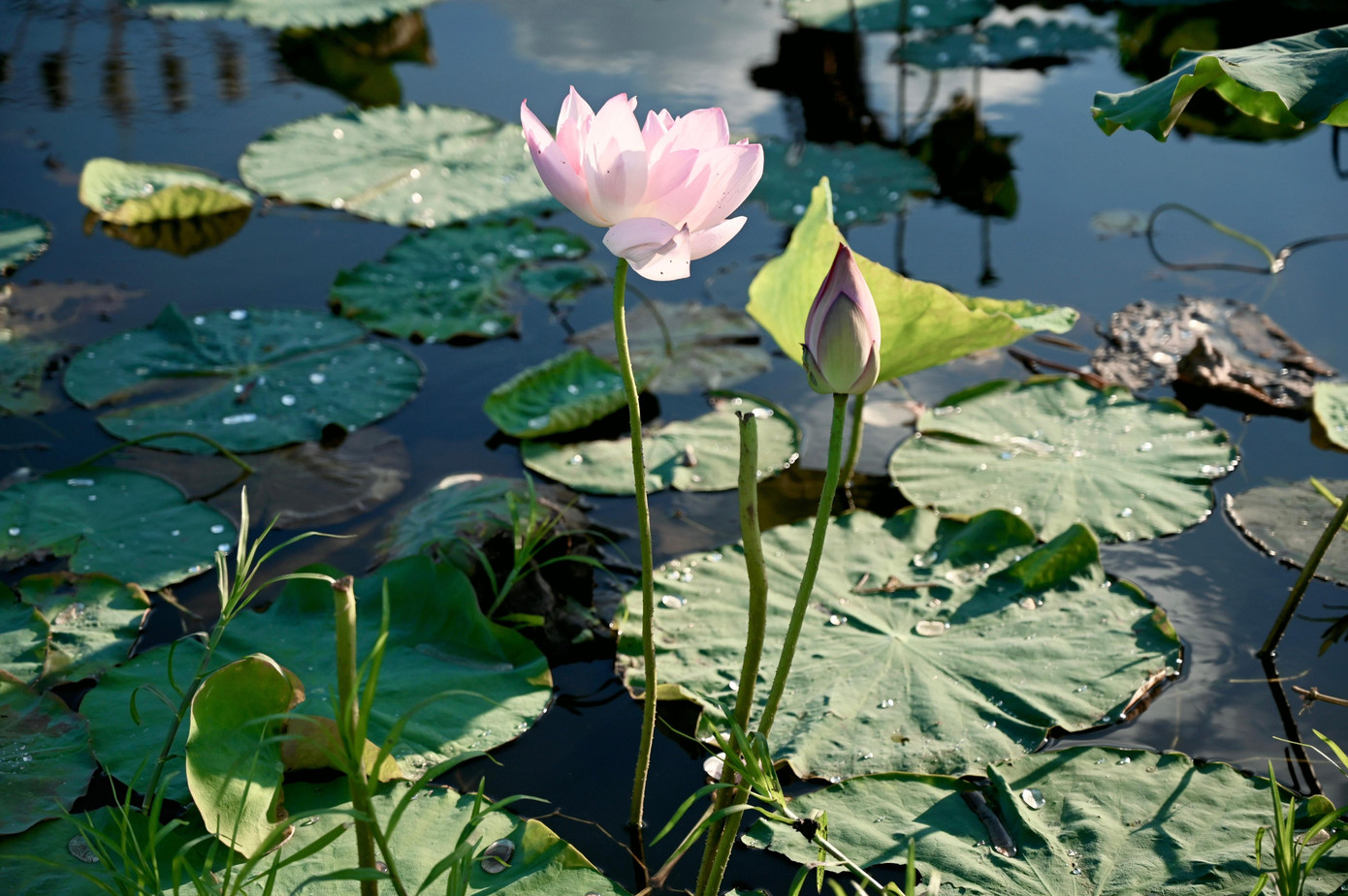Màu của hoa sen là sự kết hợp, trộn lẫn của màu trắng tinh khôi với sắc hồng phấn như gò má thiếu nữ, vì vậy mà khách chụp ảnh, tham quan ngắm cảnh tới đây chủ yếu là phái đẹp. Ảnh: Mai Hương