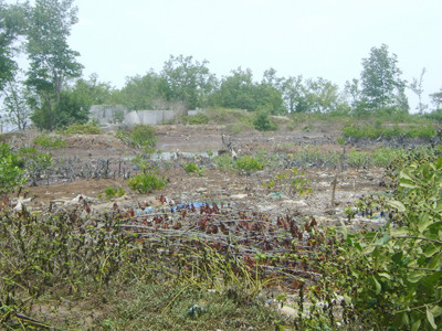 Khu đất 1,3 ha ở Mũi Cà Mau giao cho ngành công an xây nhà nghỉ đang bỏ hoang khi chặt xong rừng Ảnh: Nguyễn Tiến Hưng