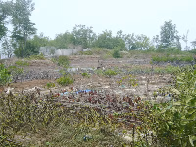 Khu đất 1,3 ha ở Mũi Cà Mau giao cho ngành công an xây nhà nghỉ đang bỏ hoang khi chặt xong rừng Ảnh: Nguyễn Tiến Hưng