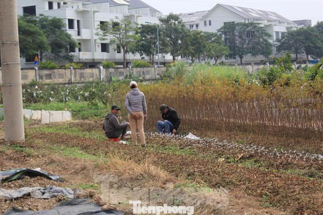 Hà Nội tạm dừng phân lô, tách thửa với đất nông nghiệp. Hà Nội tạm dừng phân lô, tách thửa với đất nông nghiệp.