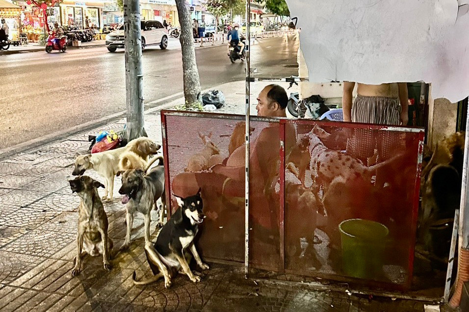 Đàn chó hơn 100 nuôi tại hộ dân 190 Hoàng Diệu, quận 4 gây ô nhiễm môi trường, ảnh hưởng khu dân cư (Ảnh: Đức Tuấn). Đàn chó hơn 100 nuôi tại hộ dân 190 Hoàng Diệu, quận 4 gây ô nhiễm môi trường, ảnh hưởng khu dân cư (Ảnh: Đức Tuấn).