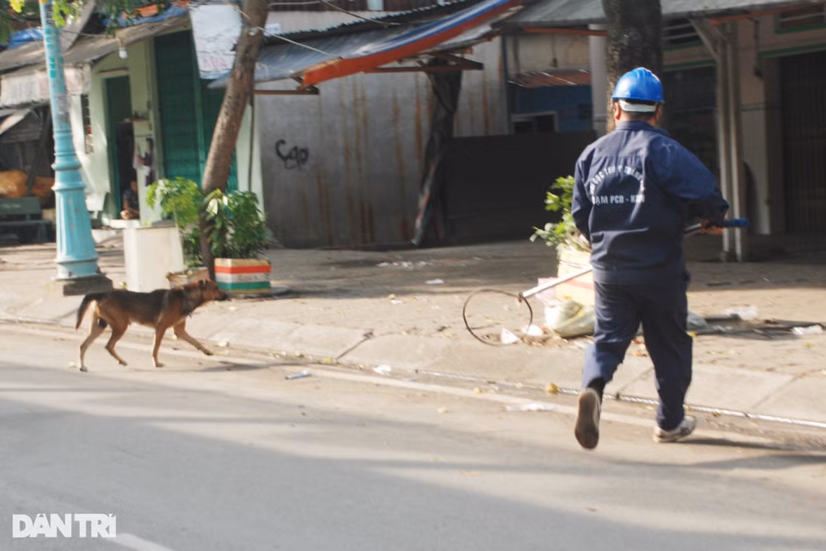 Một cán bộ Chi cục Thú y TPHCM đang bắt một con chó chạy rông trên địa bàn quận 7 (Ảnh: An Huy).