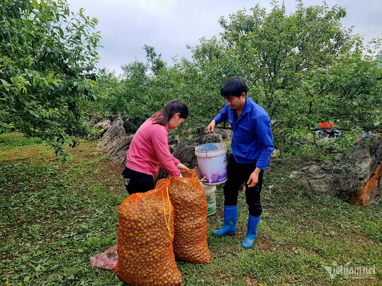 Gia đình anh Lê Văn Trung buồn bã thu gom những quả mận non bị rụng do mưa đá. Ảnh: Anh Nguyễn.