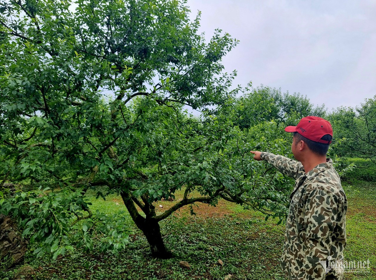 Xót xa vì mận rụng la liệt nên gần 1 ngày sau trận mưa đá, anh Đỗ Hữu Quang mới dám ra thăm vườn. Ảnh: Anh Nguyễn.