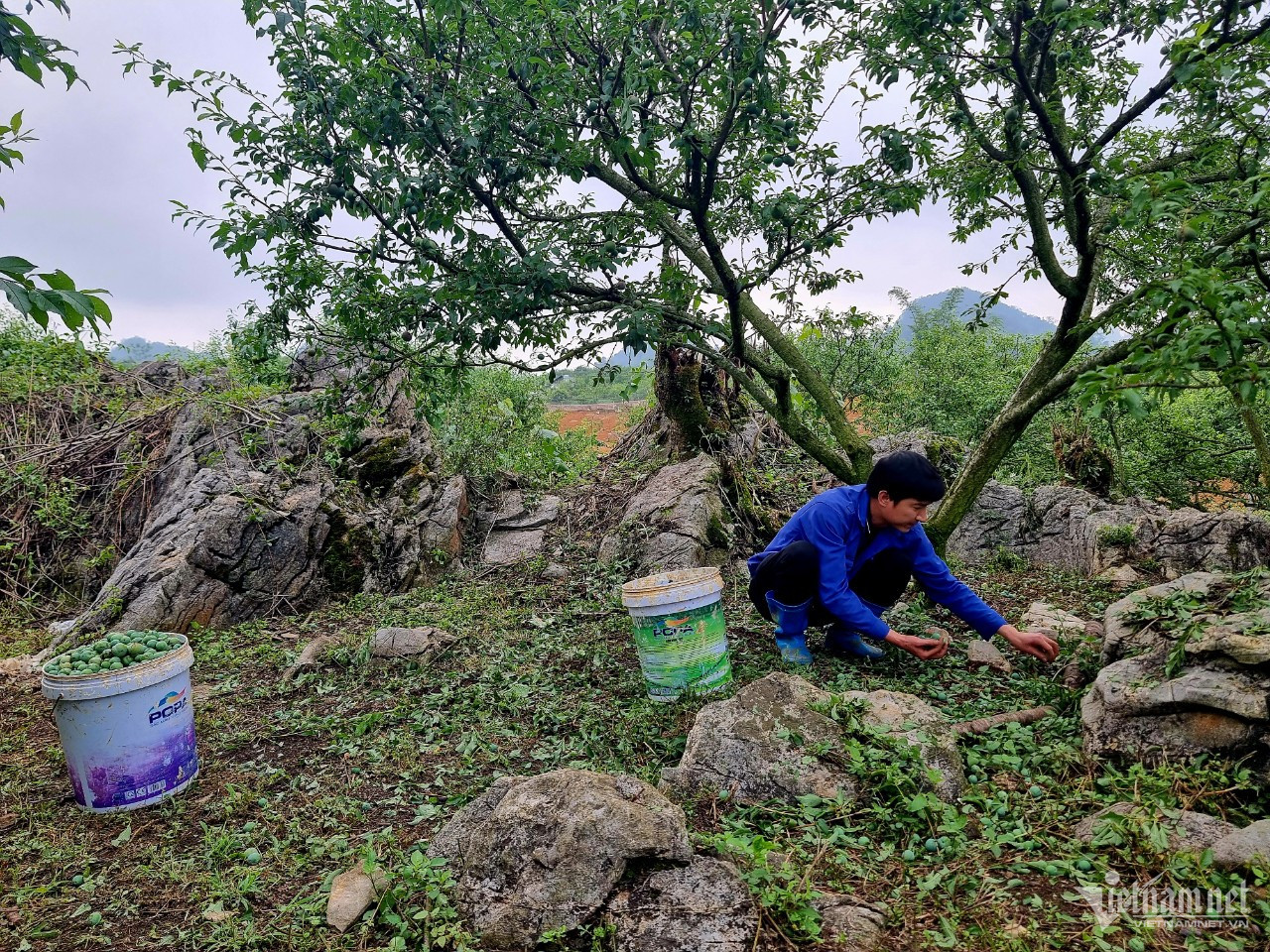 Anh Lê Văn Trung ngậm ngùi khi thương lái mua gom mận rụng với giá chỉ 1 nghìn đồng mỗi kg. Ảnh: Anh Nguyễn.