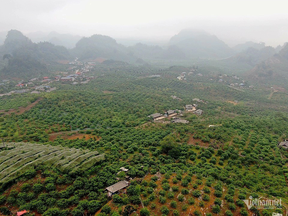 Nhiều diện tích trồng mận hậu hứng thiệt hại nặng nề sau trận mưa đá ngày 28/3. Ảnh: Anh Nguyễn.