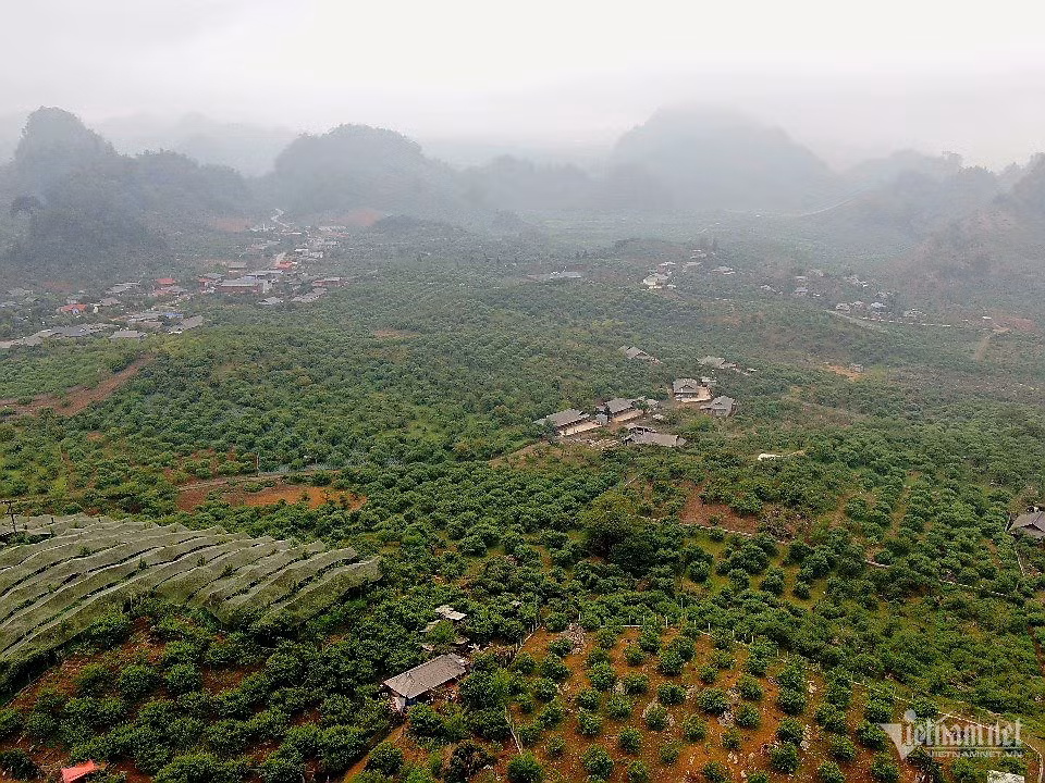 Nhiều diện tích trồng mận hậu hứng thiệt hại nặng nề sau trận mưa đá ngày 28/3. Ảnh: Anh Nguyễn.