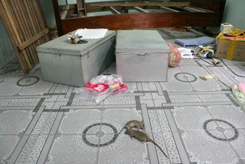  Chuột oanh tạc trong phòng khiến nhiều sinh viên phải lật tung đồ đạc để đuổi bắt. Ảnh: VTC