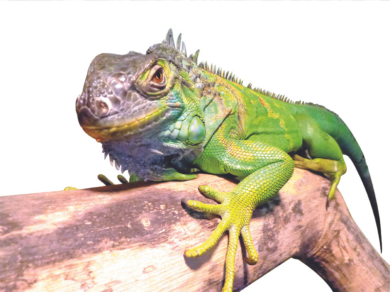 Rồng Nam Mỹ xanh. Ảnh trong bài của Xuân phú. Rồng Nam Mỹ xanh. Ảnh trong bài của Xuân phú