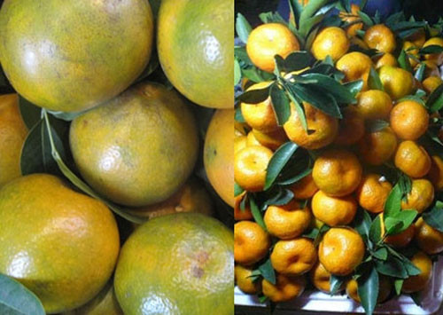 Quýt Việt Nam (trái) vỏ mỏng, thường bị nám. Quýt Trung Quốc vỏ dày, bóng