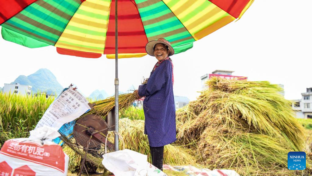 Nông dân thu hoạch lúa ở Quảng Tây, Trung Quốc ngày 20/7/2022. Ảnh: Xinhua.