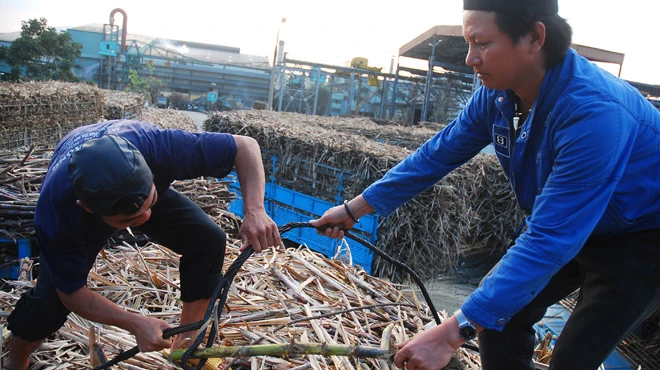 Vận chuyển nguyên liệu mía vào ép tại Nhà máy đường An Khê, Gia Lai .Ảnh: Thái Bá Dũng