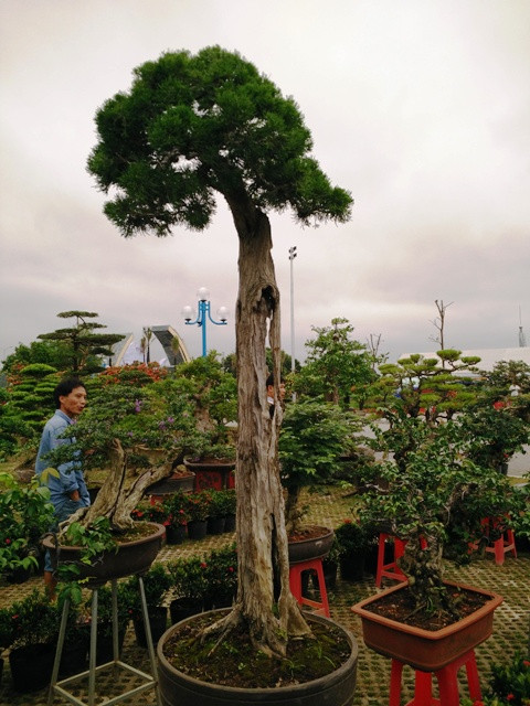 Ngắm những cây bonsai dáng 'siêu độc' có giá tiền triệu ảnh 2