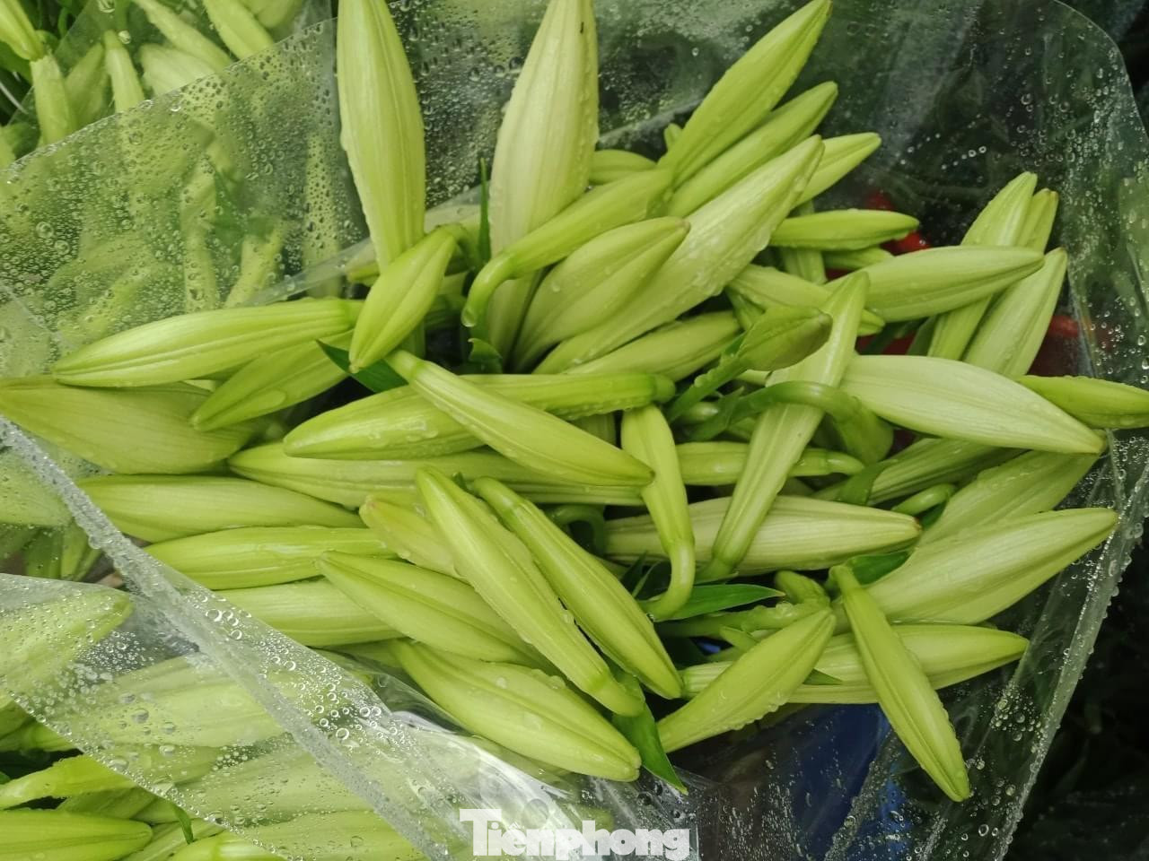 Hoa loa kèn vào chính vụ giá siêu rẻ, mùa hoa tháng 4 này sẽ kéo dài trong khoảng 10 ngày nữa