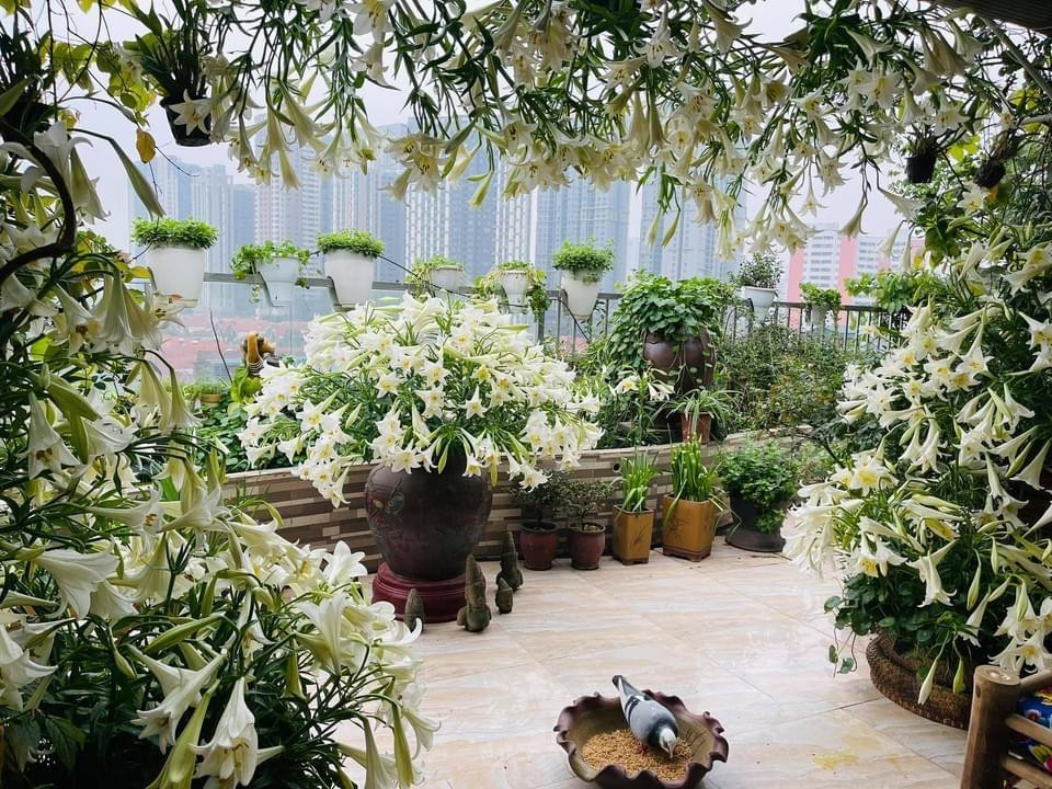 Khu vườn 3.500 bông hoa loa kèn "gây sốt" trên mạng xã hội