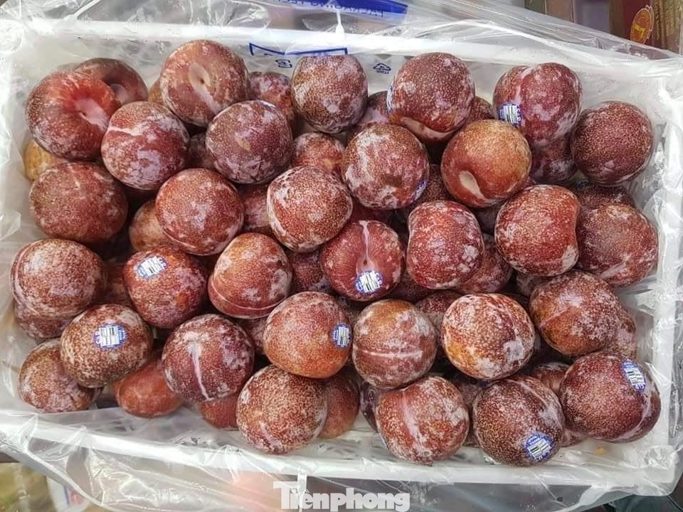 Giá mận hiện tại đắt hơn một số loại quả nhập khẩu, điển hình là mận Chile "khủng long"