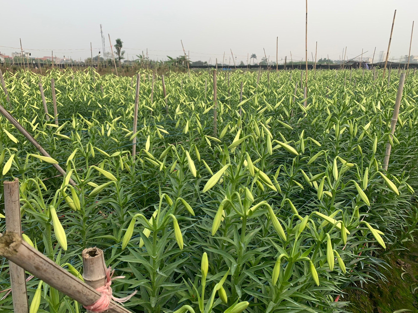 Hoa tính giá theo bông, cành 3-4 bông loại đẹp, được giá cao nhất 10.000 đồng/ cành