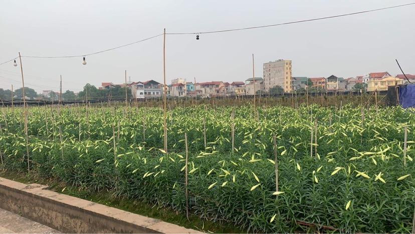 Vườn hoa loa kèn tại Tây Tựu (Hà Nội) vào chính vụ thu hoạch