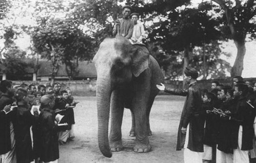 Voi được trực tiếp mang vào lớp để học sinh quan sát, thực hành tiết Sinh vật