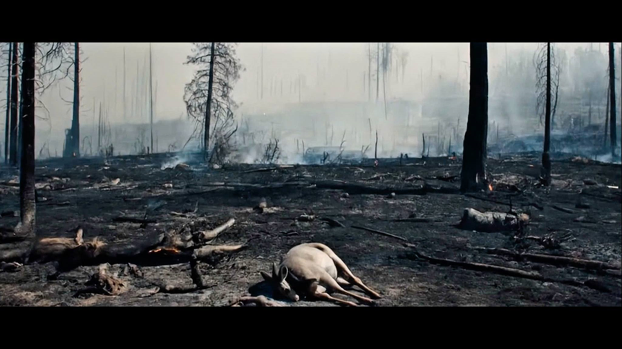 Phim mang thông điệp về môi trường và bảo tồn thiên nhiên. Ảnh: NVCC Phim mang thông điệp về môi trường và bảo tồn thiên nhiên. Ảnh: NVCC