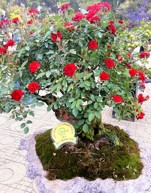 Lão hoa hồng gần trăm tuổi