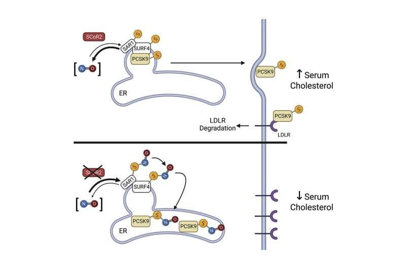 Mô phỏng tác dụng của chất ức chế PCSK9 để giảm cholesterol