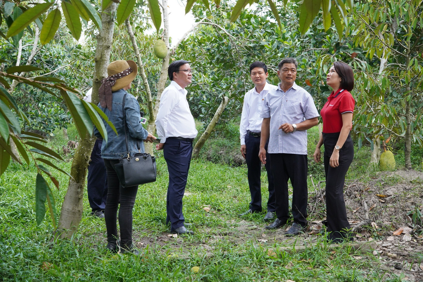 Anh Nguyễn Hữu Tấn (thứ 2, từ phải sang) giới thiệu với cán bộ tín dụng Agribank Chi nhánh huyện Châu Thành về vườn mít của của gia đình.