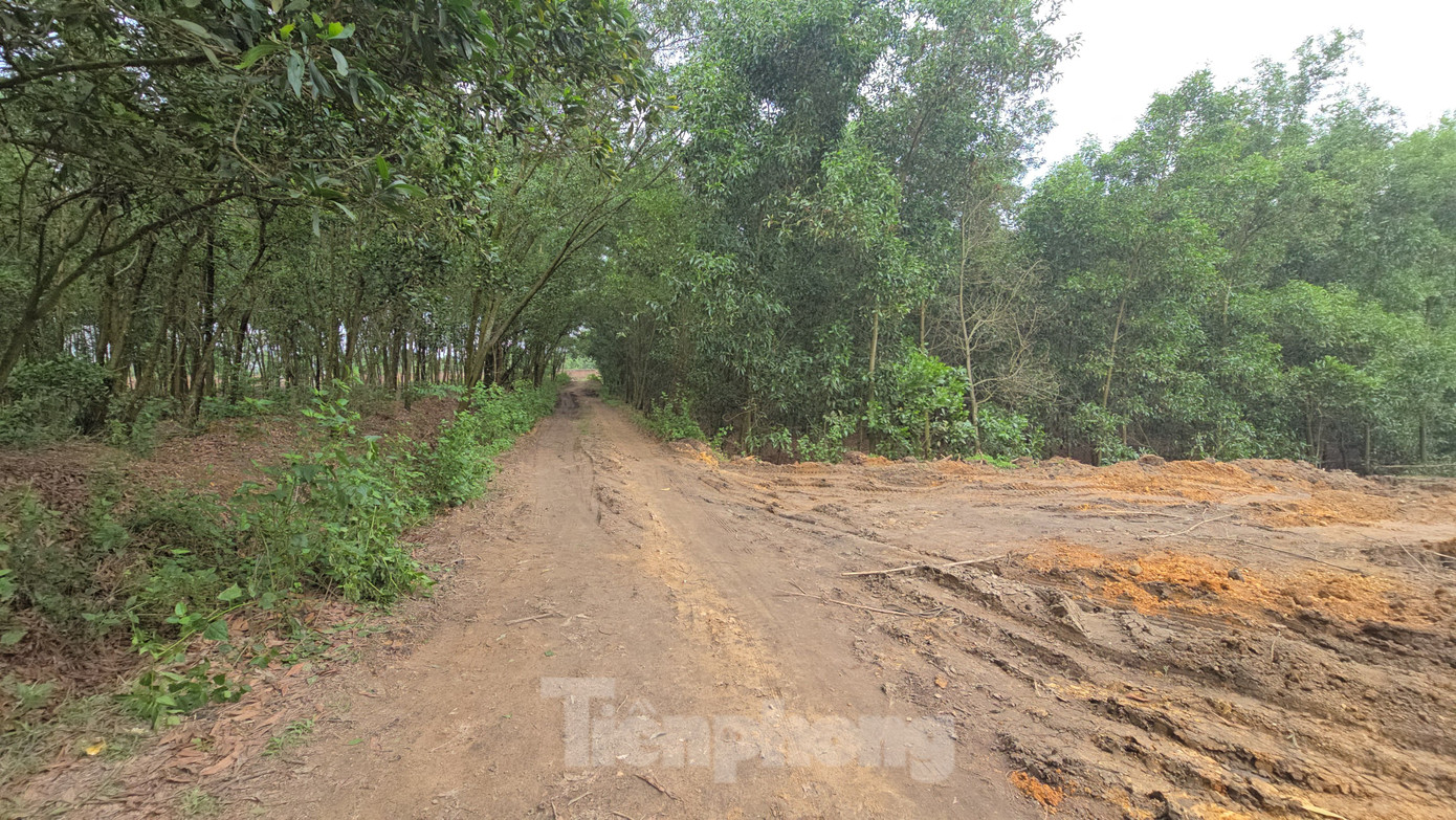 Con đường các đối tượng di chuyển vào khu đồi để hủy hoại tài sản, khai thác đất trái phép của người dân.