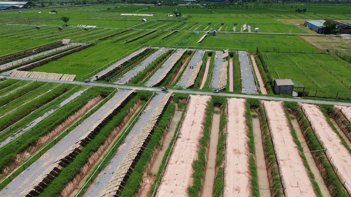 Huyện Quốc Oai cũng phấn đấu hoàn thành công tác GPMB đối với Cụm công nghiệp làng nghề Ngọc Mỹ - Thạch Thán và Nghĩa Hương trong tháng 5 và thi công xây dựng hạ tầng kỹ thuật trong tháng 8/2025. Ảnh: Làng nghề làm miến rong tại xã Cộng Hòa