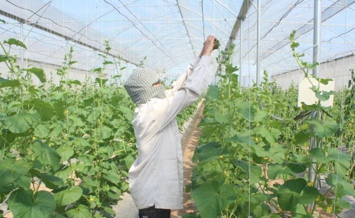 Hà Nội sẽ cho phép xây dựng công trình trên đất nông nghiệp để phục vụ sản xuất