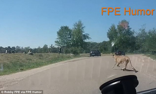 Ra khỏi xe chụp ảnh, cả gia đình bị báo đốm đuổi suýt chết ảnh 1