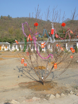 Đào tết tô điểm thêm sắc xuân ở khu nhà của công nhân