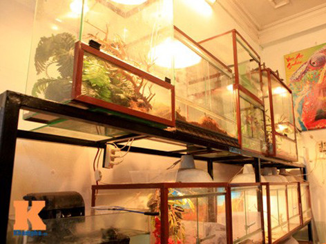 Những bể ếch Pacman được bày bán khá nhiều ở Hà Nội