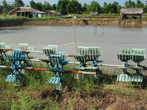 Ao nuôi tôm công nghiệp “treo”. Ảnh: Nguyễn Tiến Hưng