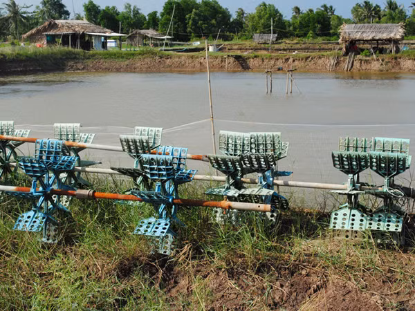 Ao nuôi tôm công nghiệp “treo”. Ảnh: Nguyễn Tiến Hưng