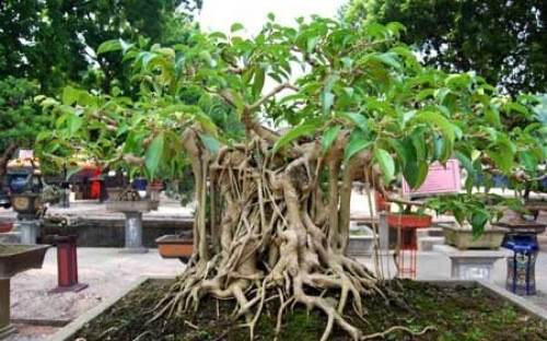 Cây cảnh cũng nằm trong diện tài sản phải kê khai - Ảnh minh họa