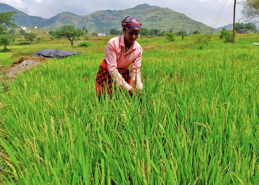 Một nông dân Ấn Độ làm việc trên cánh đồng, tháng 10/2022. (Ảnh: Reuters) Một nông dân Ấn Độ làm việc trên cánh đồng, tháng 10/2022. (Ảnh: Reuters)