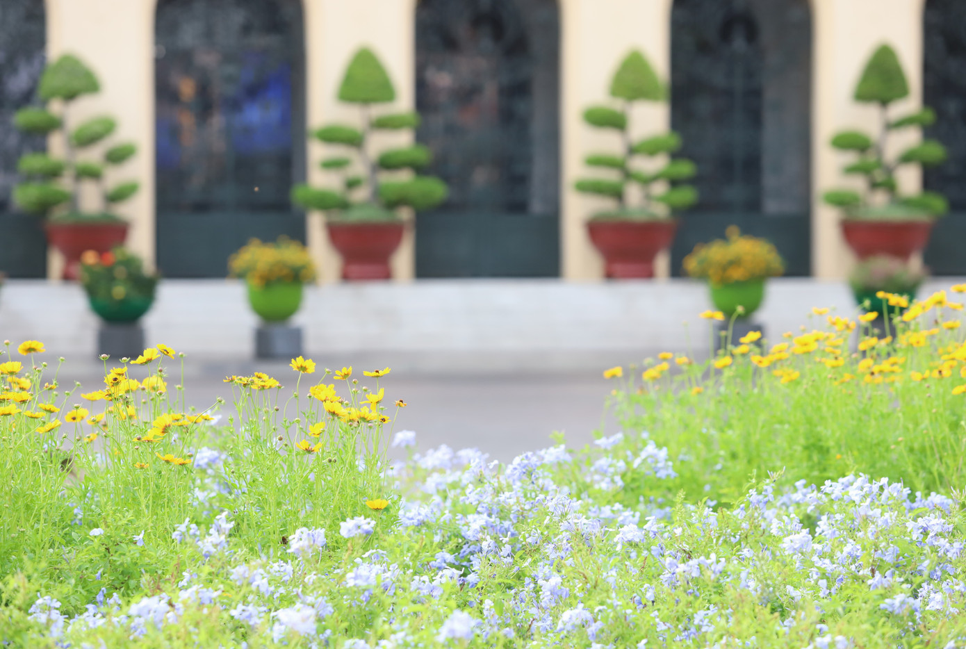 Trong đó, tại vị trí trước Trụ sở UBND TPHCM, hoa kiểng được bố trí theo phương án đã được chấp thuận năm 2023 kết hợp với việc nâng cao độ nền đất nhằm tạo độ dốc. Mặt khác, đơn vị thực hiện cũng sử dụng các chủng loại hoa có kích thước khác nhau để mang lại hiệu ứng về cao độ tại khu vực này.